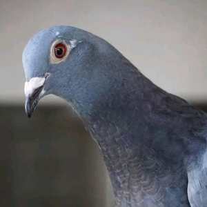 Foto de perfil de Raffa