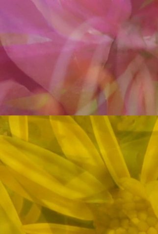 Poster 1 de Curta Mutus Floris (2011)