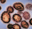 This Pandemic