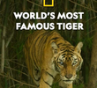 A Tigresa Mais Famosa do Mundo