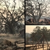 Incêndio atinge estúdio onde Westworld foi gravado