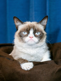 Grumpy Cat