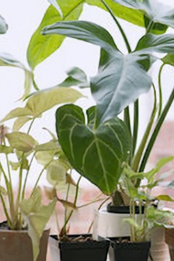 Poster de Episódio Houseplants (2022)