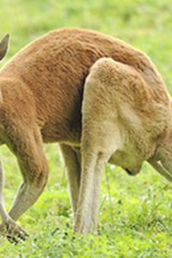 Poster de Episódio Killer Kangaroo (2013)