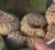 Phillipines