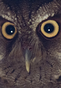 É NOITE NA AMÉRICA (É NOITE NA AMÉRICA)