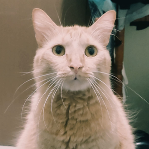 Foto de perfil de Romulo