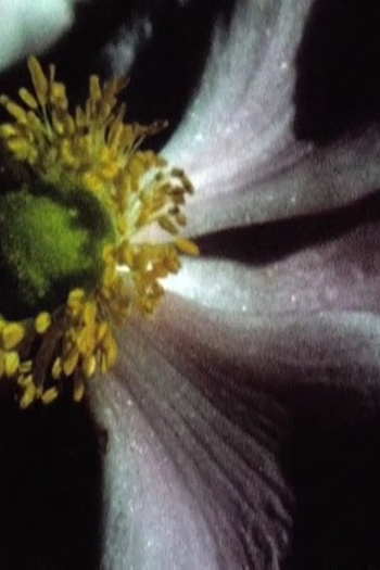 Poster de Curta Jardin d’été (2012)
