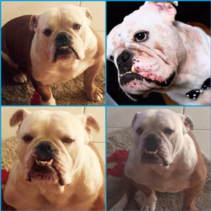 Foto de perfil de André Messias