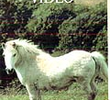 National Geographic Video - Balada do Cavalo Irlandês