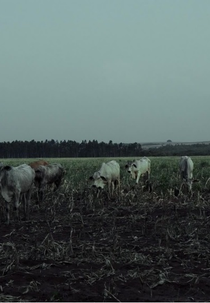 Dia do fogo (Dia do fogo)