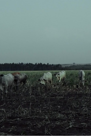Poster 1 de Curta Dia do fogo (2021)
