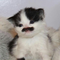 opium_00piumjr