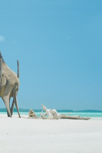 Poster de Episódio Islands (2023)
