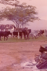 Festa de São João no interior da Bahia (Festa de São João no interior da Bahia)