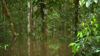 Trailer: TRAILER LA SELVA INFLADA ESPANOL