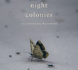 Night Colonies