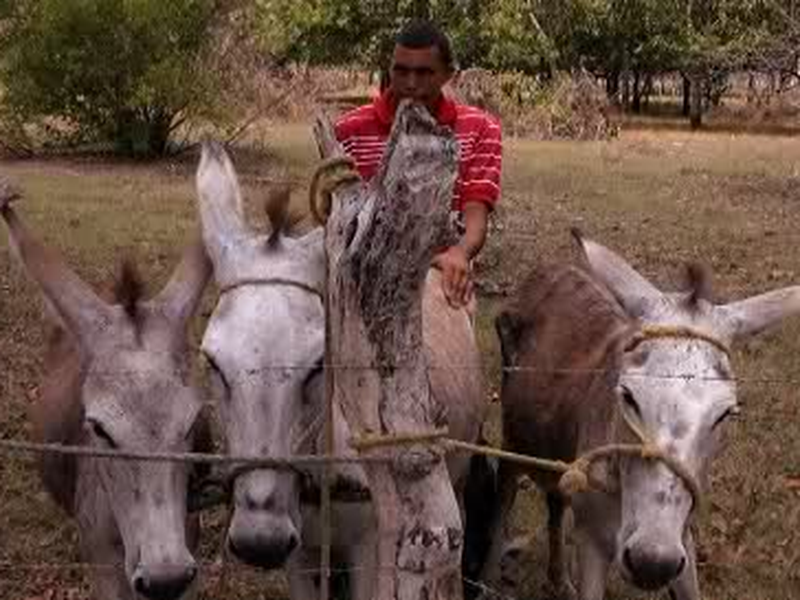 Foto 4 de Donkey Love