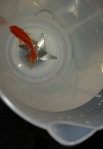 Pelo Olho do Peixe Gordo (Pelo Olho do Peixe Gordo)