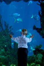 Hammerhead (Hammerhead)