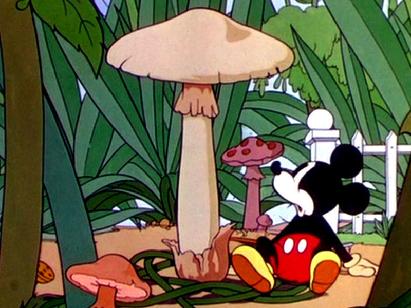 Foto 1 de O Jardim do Mickey