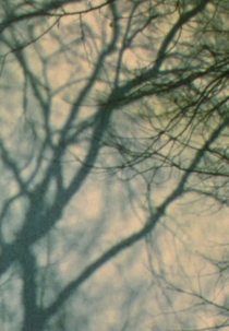 In a Tree’s Shadow II (Baumschatten II)