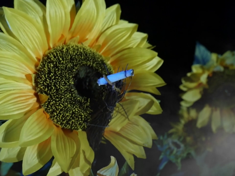 Foto 12 de The Stalking