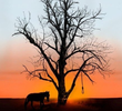 Cottonwood
