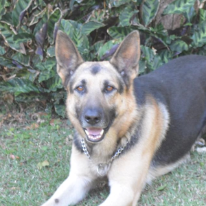 Foto de perfil de Zé do Custo Benefício