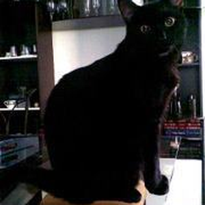 Foto de perfil de Shirloca Ramos