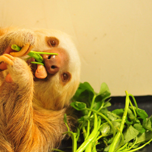 Foto de perfil de Amanda