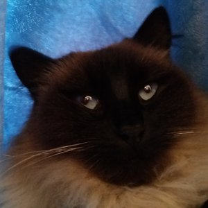 Foto de perfil de Luisa Noriko Bonadio