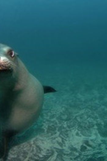 Poster de Episódio Sea Lion Attack (2013)