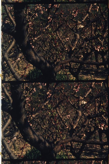 Poster de Curta Champ provençal (1979)