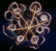 The Hypergravity Planetoid Trap