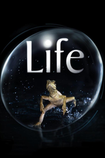 Life (Life)
