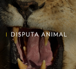 Disputa Animal
