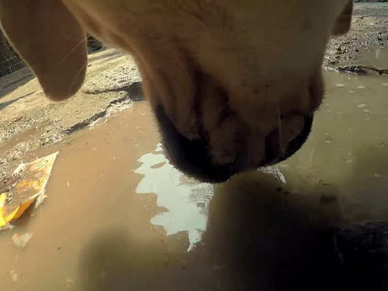 Foto 5 de #AStreetDog'sLife