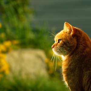 Foto de perfil de Aline