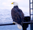 Where Eagles Dare