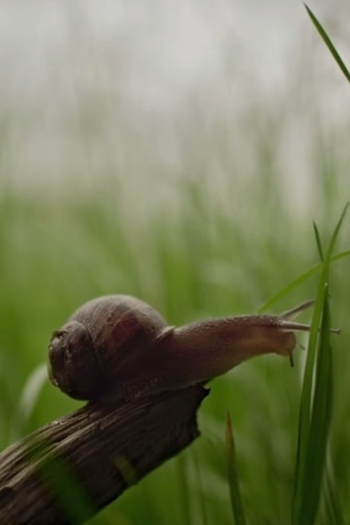 Poster de Curta Sigur Rós: Ekki múkk (2012)