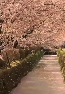 The Tsunami and the Cherry Blossom (The Tsunami and the Cherry Blossom)