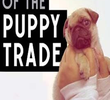 The cost of cute: The dark side of the puppy trade