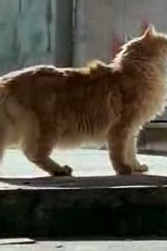 Sete Vidas (Sete Vidas)