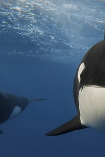 Poster de Episódio Ocean (None)
