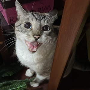 Foto de perfil de Andressa