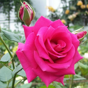 Foto de perfil de Liz ♥