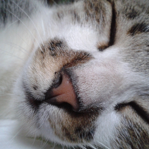 Foto de perfil de Amanda Scatolini