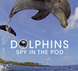 Dolphins - Spy in the pod