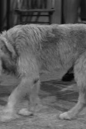Poster de Episódio Barney's Bloodhound (1964)